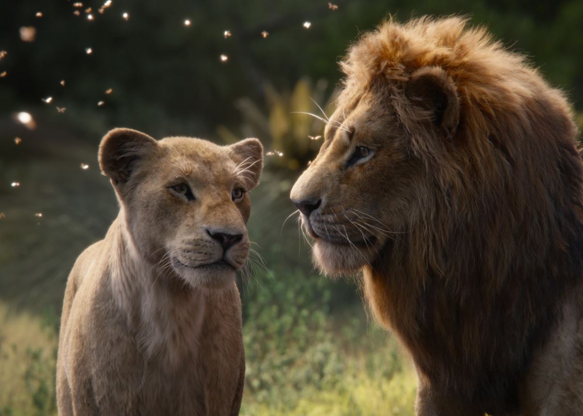 מלך האריות | צילום: יח"צ